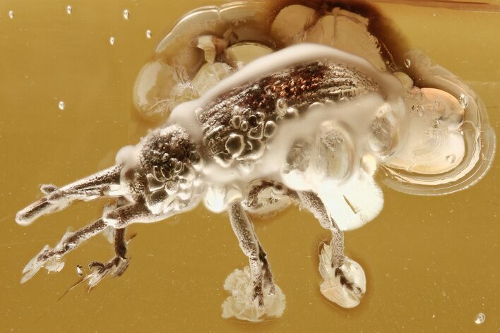 Fossil Straight-Snouted Weevil (Curculionidae) In Baltic Amber #275349